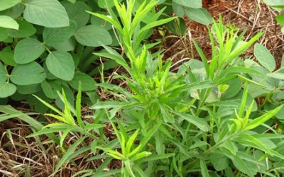 Soja convencional é alternativa em áreas com plantas daninhas resistentes ao glifosato