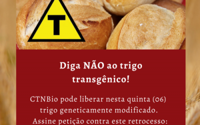 Sem debate público e por meio de processo irregular, Brasil pode liberar trigo transgênico nesta quinta-feira